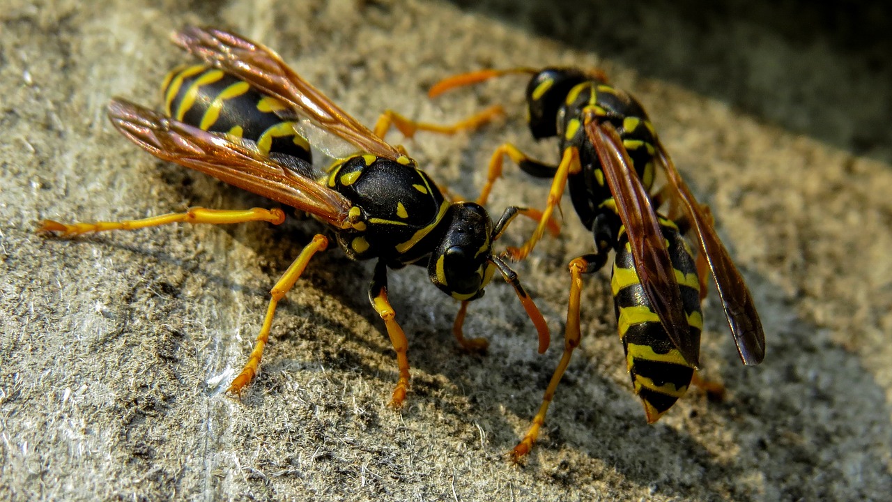 wasp